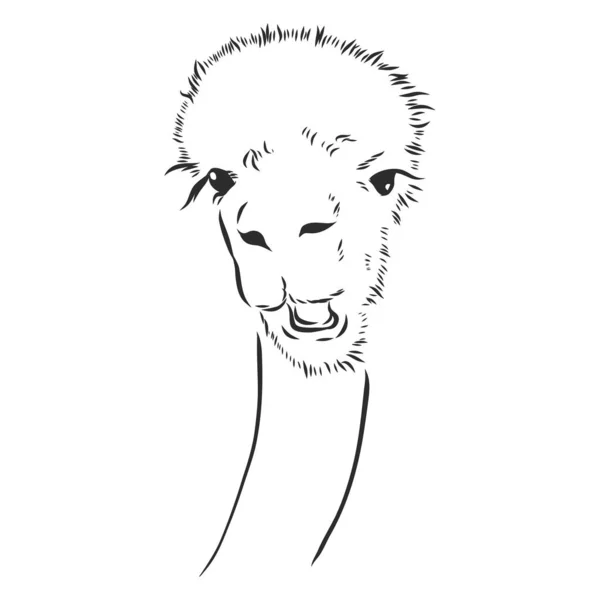 Alpaca Láma Portré Kézzel Rajzolt Vázlatos Grafikus Portré Egy Alpaka — Stock Vector