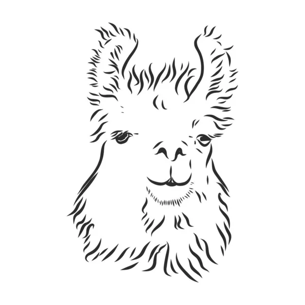 Retrato Alpaca Llama Retrato Gráfico Dibujado Mano Una Llama Alpaca — Archivo Imágenes Vectoriales
