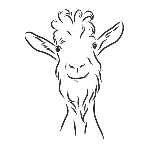 Hand Sketch Head Goat Vector Illustration — Stock Vector