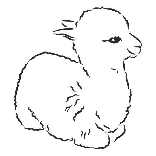 Lilla Baby Alpaca Lama Vektor Skiss — Stock vektor
