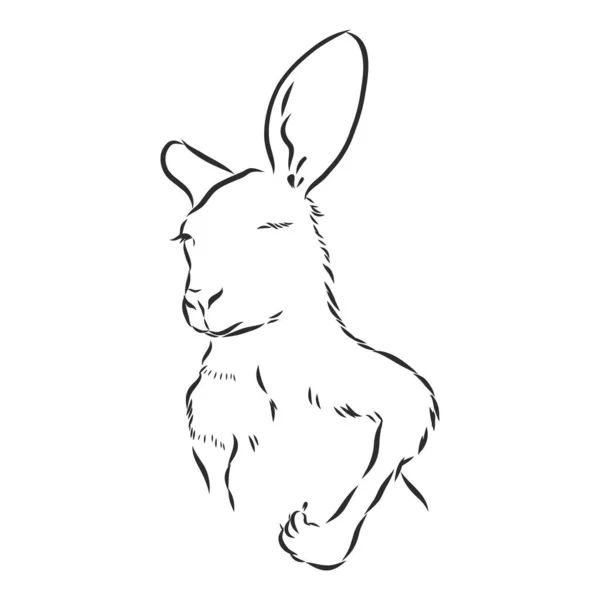 袋鼠头的矢量草图 手绘图解 白色背景分离 — 图库矢量图片