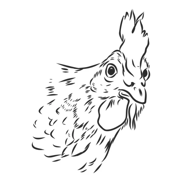 Black White Sketch Chicken Face Vector Portrait — Stock Vector