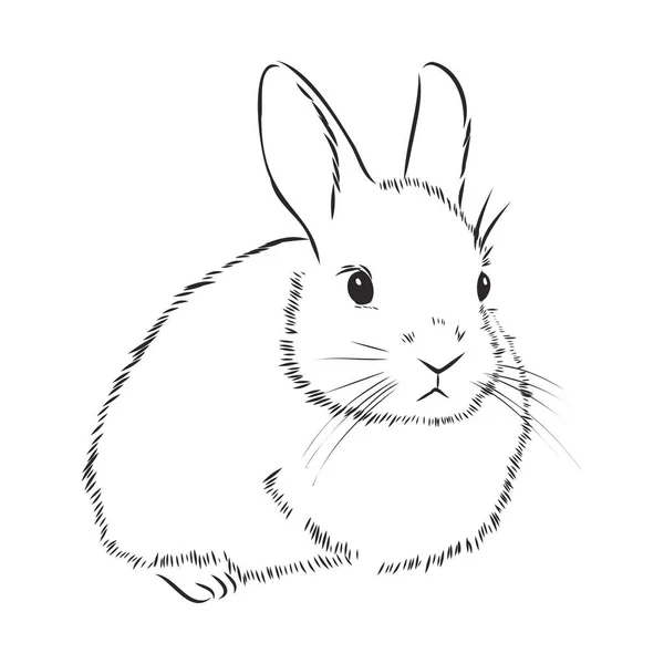 Ручной Кролик Ретро Реалистичное Животное Изолировано Винтажный Стиль Графический Дизайн — стоковый вектор