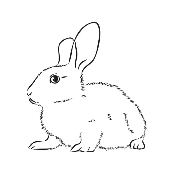 Rabbit Sketch Hand Drawn Vector Illustration — Stock Vector