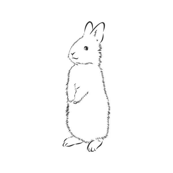 Эскиз Кролика Векторная Иллюстрация — стоковый вектор