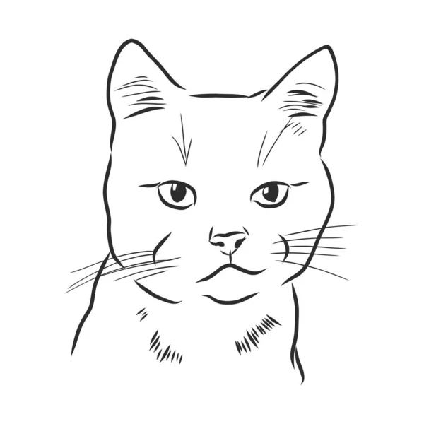 猫の肖像画 手描きイラスト — ストックベクタ
