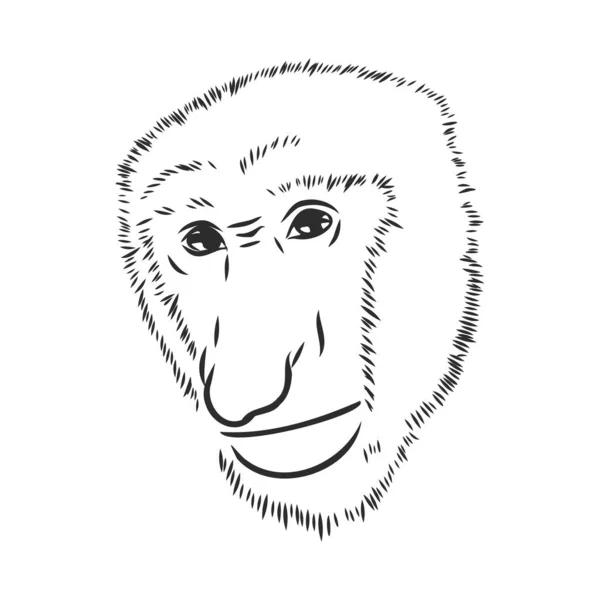 令人惊讶的野生猴子肖像画 矢量草图说明 — 图库矢量图片