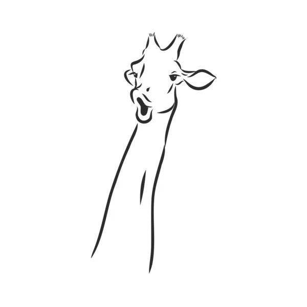 Croquis Dessiné Main Une Tête Girafe Girafe Par Devant Une — Image vectorielle