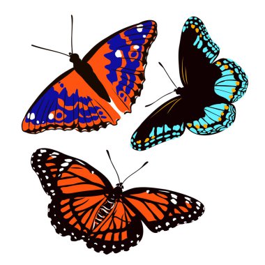 Böceklerin gerçekçi renkli kelebekleri beyaz arka plan vektör çiziminde izole edilmiş.