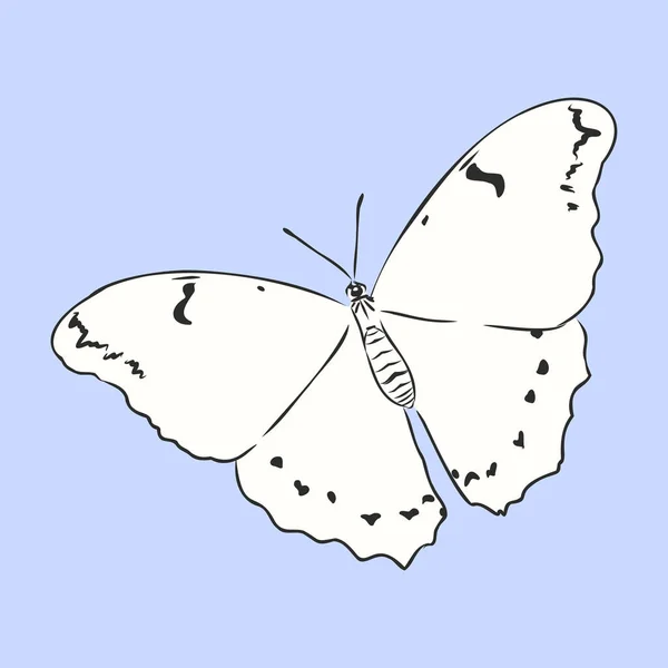 Insectes Papillon Coloré Réaliste Isolé Sur Fond Blanc Illustration Vectorielle — Image vectorielle