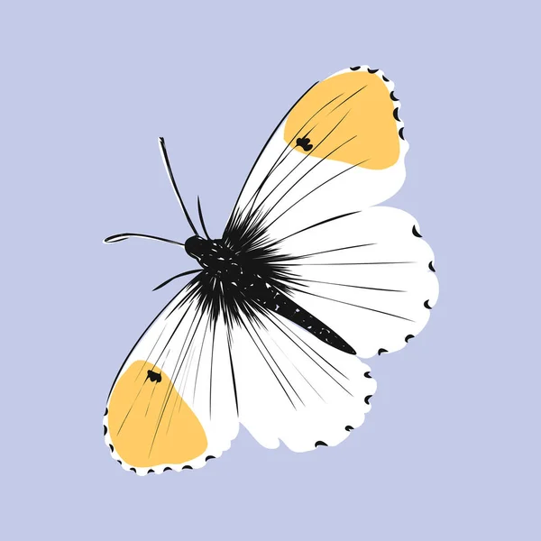 Insekten Realistisch Farbigen Schmetterling Isoliert Auf Weißem Hintergrund Vektor Illustration — Stockvektor