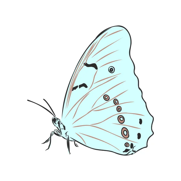 Insectes Papillon Coloré Réaliste Isolé Sur Fond Blanc Illustration Vectorielle — Image vectorielle