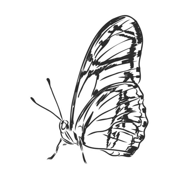 Hmyz Realistický Motýl Izolovaný Bílém Pozadí Vektorové Ilustrace — Stockový vektor