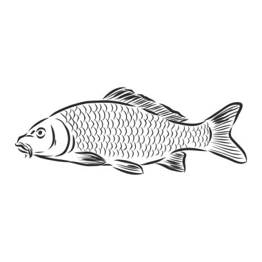 El çizimi deniz ürünleri vektörü siyah beyaz klasik somon balığı çizimi. Beyaz arka planda tek bir nesne var. Menü tasarımı