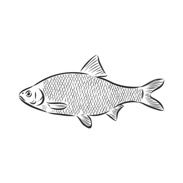 手绘素描的鲑鱼向量黑白年份的鲑鱼鱼插图 白色背景上的孤立物体 菜单设计 — 图库矢量图片