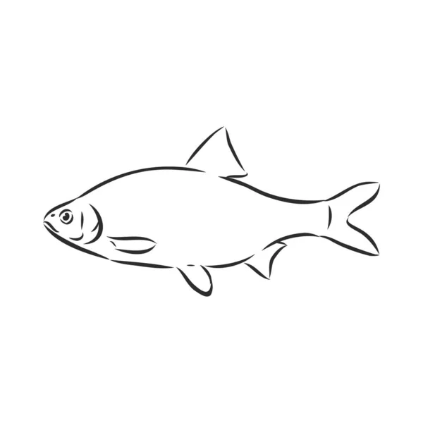 Handgezeichnete Skizze Meeresfrüchte Vektor Schwarz Weiß Vintage Illustration Von Lachsfischen — Stockvektor