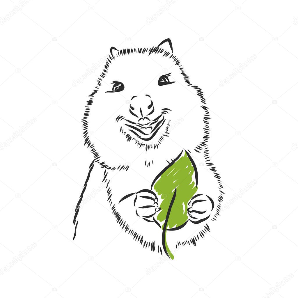 Australian kangaroo kwokka, quokka, vector illustration sketch