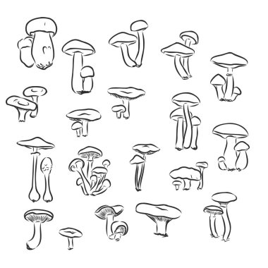 mantar, mantar, illüstrasyon mashroom, vektör, çizim