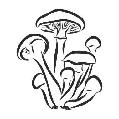 mantar, mantar, illüstrasyon mashroom, vektör, çizim