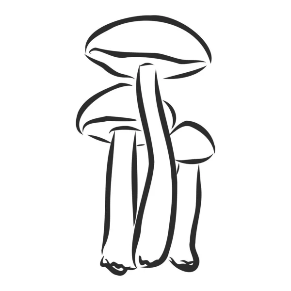 Cogumelo Cogumelos Mashroom Ilustração Vetor Puxando —  Vetores de Stock