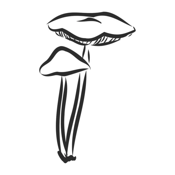 Cogumelo Cogumelos Mashroom Ilustração Vetor Puxando — Vetor de Stock