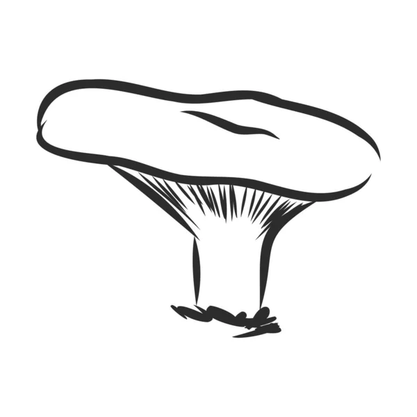 Cogumelo Cogumelos Mashroom Ilustração Vetor Puxando —  Vetores de Stock