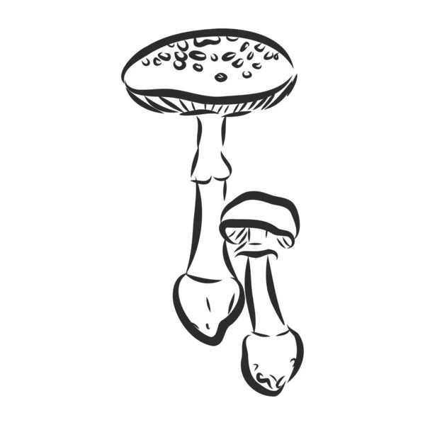 Fungo Funghi Illustrazione Mashroom Vettore Disegno — Vettoriale Stock