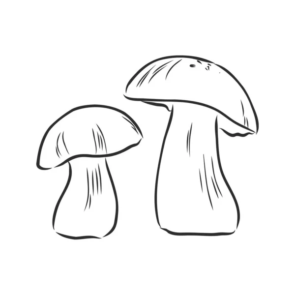 Fungo Funghi Illustrazione Mashroom Vettore Disegno — Vettoriale Stock