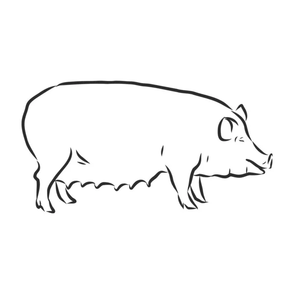 Ilustração Vetorial Porco Estilo Gráfico Ilustração Desenho Manual —  Vetores de Stock