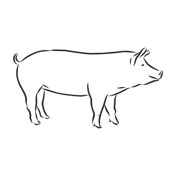 Illustration Vectorielle Porc Dans Style Graphique Illustration Dessin Main — Image vectorielle