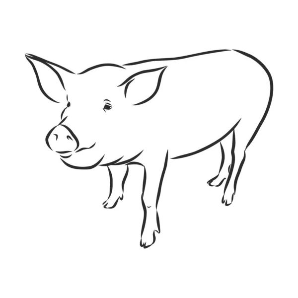 Illustration Vectorielle Porc Dans Style Graphique Illustration Dessin Main — Image vectorielle