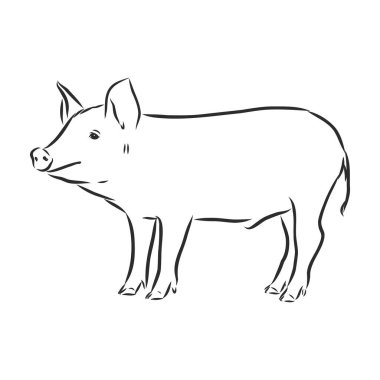 Vector illustration of pig in graphic style, hand drawing illustration. clipart