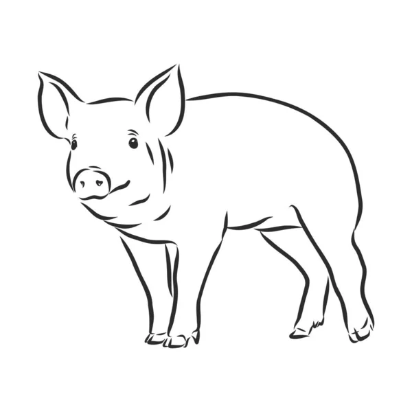 Ilustración Vectorial Cerdo Estilo Gráfico Ilustración Dibujo Mano — Vector de stock