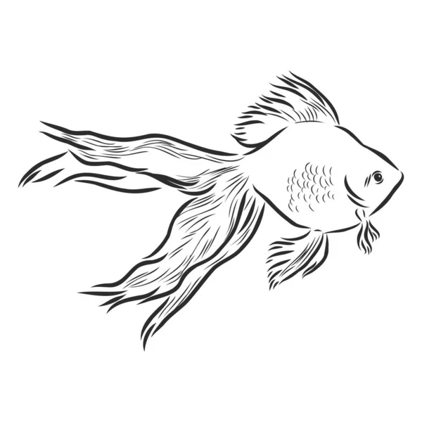 Goldfish Illustration Drawing Engraving Ink Line Art Vector — Stock Vector