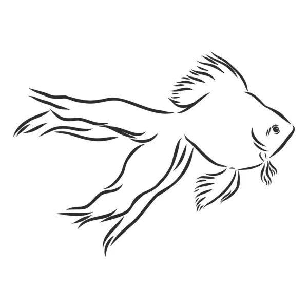 Goldfish Ilustración Dibujo Grabado Tinta Arte Línea Vector — Vector de stock