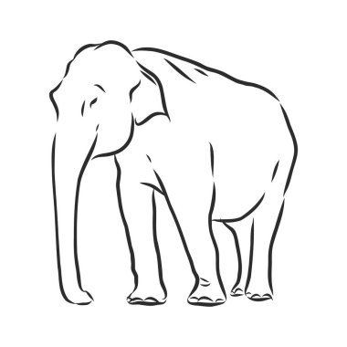 Beyaz arkaplanı olan yetişkin bir Asya filinin güzel bir çizimi.