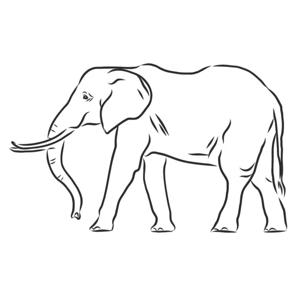 Hermoso Boceto Elefante Asiático Adulto Con Línea Sobre Fondo Blanco — Vector de stock