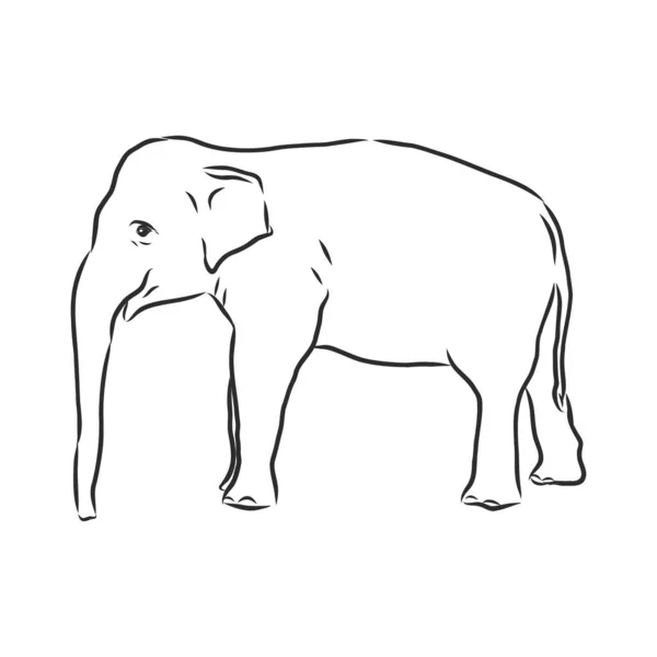 Esboço Bonito Elefante Asiático Adulto Com Linha Fundo Branco —  Vetores de Stock