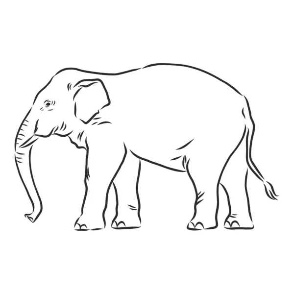 Belle Esquisse Éléphant Asiatique Adulte Avec Ligne Sur Fond Blanc — Image vectorielle