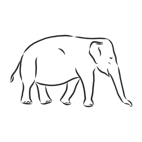 Belle Esquisse Éléphant Asiatique Adulte Avec Ligne Sur Fond Blanc — Image vectorielle