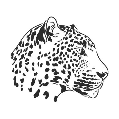 Bir leoparın yüzünün siyah ve beyaz vektör çizimi