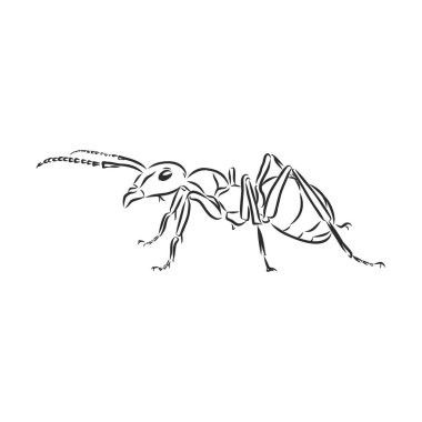 El çizimi karınca böceği, mürekkeple boyanmış bir sidik, Emmet çizim vektör çizimi, beyaz arkaplanda siyah izole edilmiş karakter..