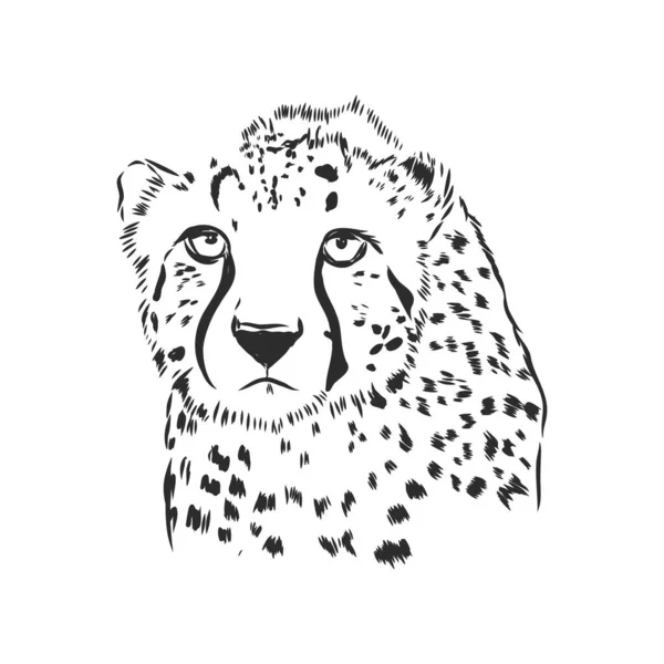 Black White Vector Sketch Cheetah Face — Stock Vector