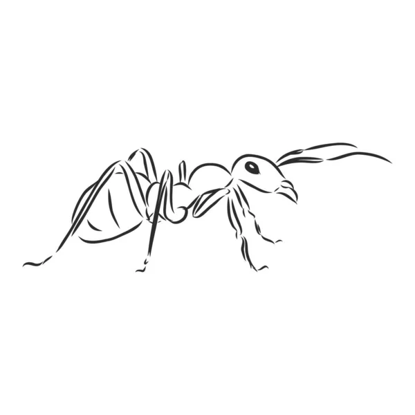 手描きアリ昆虫 インクで描かれた1つの小片 会ったスケッチベクトルイラスト 白の背景に黒の隔離された文字 — ストックベクタ