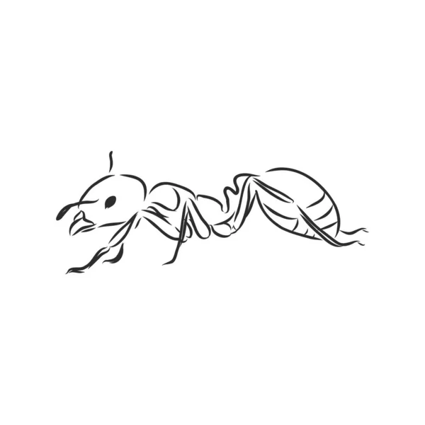 Met Hand Getekend Miereninsect Een Moeras Geschilderd Met Inkt Emmet — Stockvector