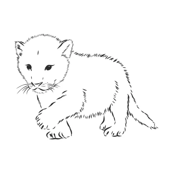 Lion Μωρό Διανυσματική Απεικόνιση Σκίτσο — Διανυσματικό Αρχείο