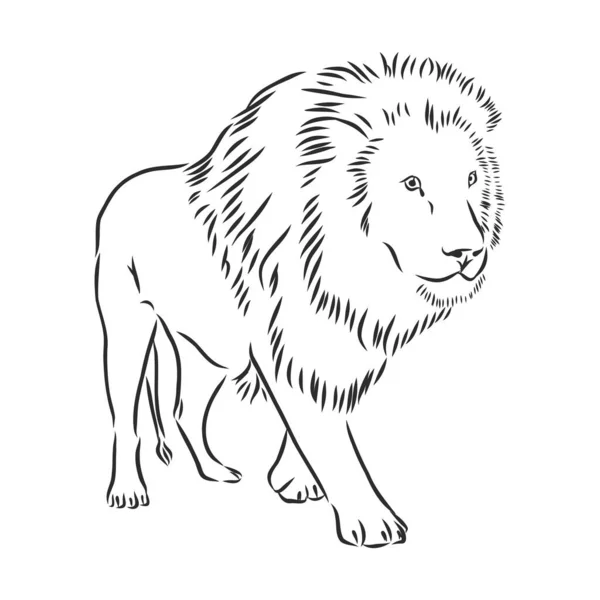 Lion Dessiné Main Illustration Vectorielle Croquis — Image vectorielle