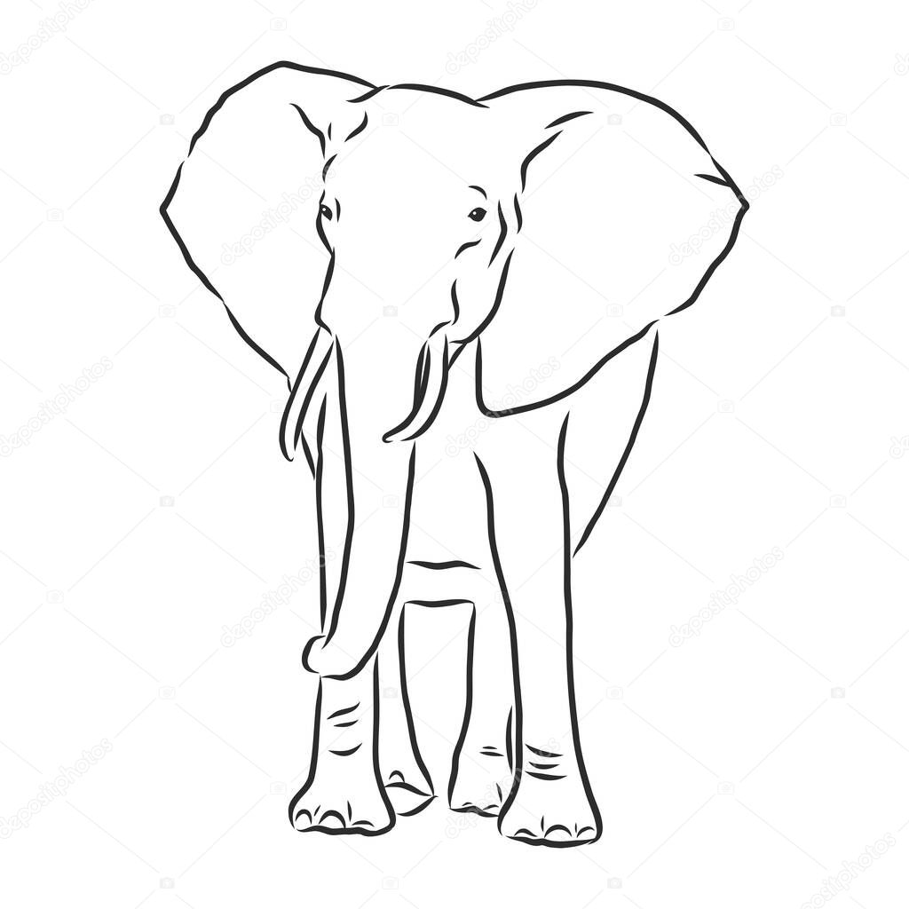 elephant silhouette - freehand on a white background, vector illustration