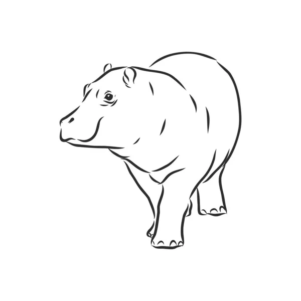 Hippopotame Dessiné Main Croquis Illustration Vectorielle — Image vectorielle