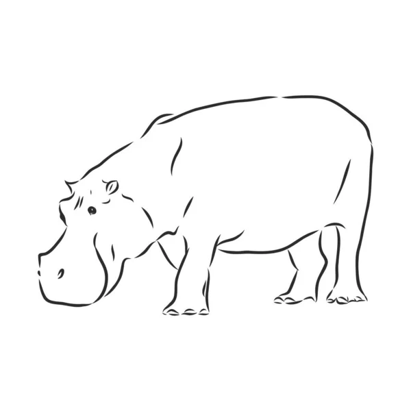 Ręcznie Rysowany Hipopotam Szkic Ilustracja Wektora — Wektor stockowy